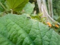 Two insects in a garden flying around a leaf. Royalty Free Stock Photo