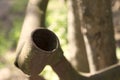 Two insects having fun on a rusty pipe in the forest Royalty Free Stock Photo