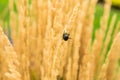 Two insects mating on a wheat spike