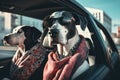 Two intelligent Great Dane dogs in sunglasses and scarves are driving in a car Royalty Free Stock Photo