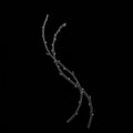 wo intertwined branches with minimalistic design on a solid black background. The Royalty Free Stock Photo
