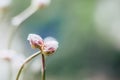 Two intertwined rose flowers - Symbol of love