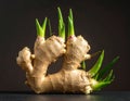 Intertwined Sprouting Ginger Roots with Multiple Green Shoots on Dark Surface rhizome growing Royalty Free Stock Photo