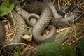 Two intertwined grass snakes lying in the sun