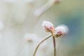 Two intertwined rose flowers - Symbol of love