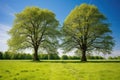 two intertwined trees standing tall in a sunny meadow Royalty Free Stock Photo