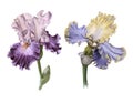 Two iris. Isolated on white background.