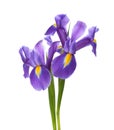 Two Irises Royalty Free Stock Photo