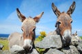 Two Irish Donkeys Royalty Free Stock Photo