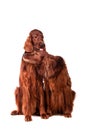 Two Irish Red Setters on white Royalty Free Stock Photo