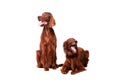 Two Irish Red Setters on white Royalty Free Stock Photo