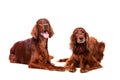 Two Irish Red Setters on white Royalty Free Stock Photo