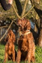 Two Irish setters, dogs, father and son Royalty Free Stock Photo