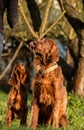 Two Irish setters, dogs, father and son Royalty Free Stock Photo