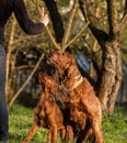 Two Irish setters, dogs, father and son Royalty Free Stock Photo