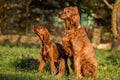 Two Irish setters, dogs, father and son Royalty Free Stock Photo