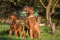 Two Irish setters, dogs, father and son Royalty Free Stock Photo