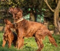 Two Irish setters, dogs, father and son Royalty Free Stock Photo