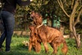 Two Irish setters, dogs, father and son Royalty Free Stock Photo