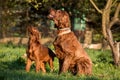 Two Irish setters, dogs, father and son Royalty Free Stock Photo