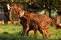 Two Irish setters, dogs, father and son Royalty Free Stock Photo