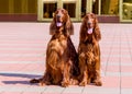 Two Irish Setters. Royalty Free Stock Photo