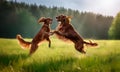 Two Irish Setters Jumping Nature Royalty Free Stock Photo