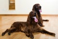 Two Irish Setters Royalty Free Stock Photo