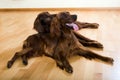 Two Irish Setters on parquet floor Royalty Free Stock Photo