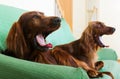 Two Irish Setters Royalty Free Stock Photo