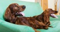 Two Irish Setters resting on sofa Royalty Free Stock Photo