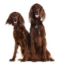 Two Irish Setters sitting Royalty Free Stock Photo