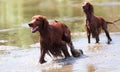 Two Irish Setters in water Royalty Free Stock Photo