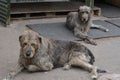 Two irish wolfhounds dogs resting