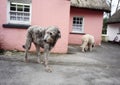 Two Irish wolfhounds in Shannon, Ireland Royalty Free Stock Photo