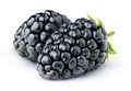 Two isolated blackberries Royalty Free Stock Photo