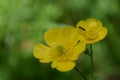 TWO ISOLATED BUTTERCUPS WITH AN INSECT AFTER THE CENTRE POLLEN.