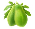 Two isolated green papaya fruits on a branch Royalty Free Stock Photo