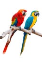 TWO ISOLATED PARROT Royalty Free Stock Photo