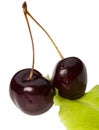 Two isolated red cherries