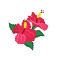 Two isolated red hibiscus flower vector image Royalty Free Stock Photo