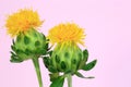 Two isolated safflower Royalty Free Stock Photo