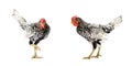 Two isolated SeBright Chicken on the white background in studiolight Royalty Free Stock Photo