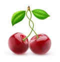 Two isolated sweet cherries with intertwined stems