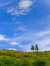 Two isolated trees on top of a green hill and beautiful blue sky background Royalty Free Stock Photo