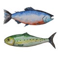 Two isolated watercolor fish: tuna and salmon on a white background. Food illustration. Royalty Free Stock Photo