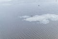 Two ivory gulls stands on a white ice floe that swims along cold river with ripples in winter in cloudy weather Royalty Free Stock Photo