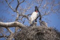 Two Jabiru Stork Chicks in Nest Begging from Adult