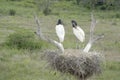 Two jabiru stork on nest