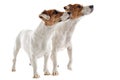 Two jack russel terrier Royalty Free Stock Photo